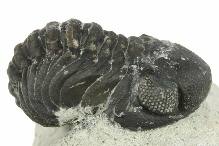 Bargain, Austerops Trilobite - Ofaten, Morocco #287281